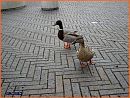 SAM_0119.2.JPG